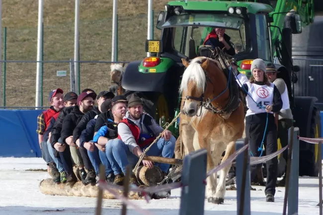 Horses sledge race-  power pulling